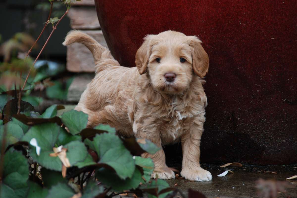 Heartland 2024 australian labradoodles